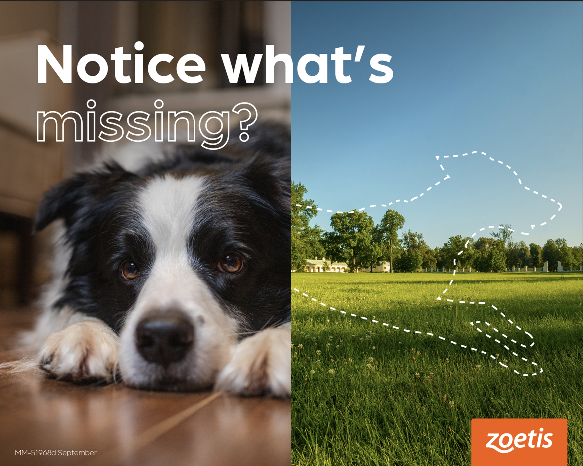 London Pet Owners Could Overlook Subtle Signs of Pain in Their Pets, New Research Reveals