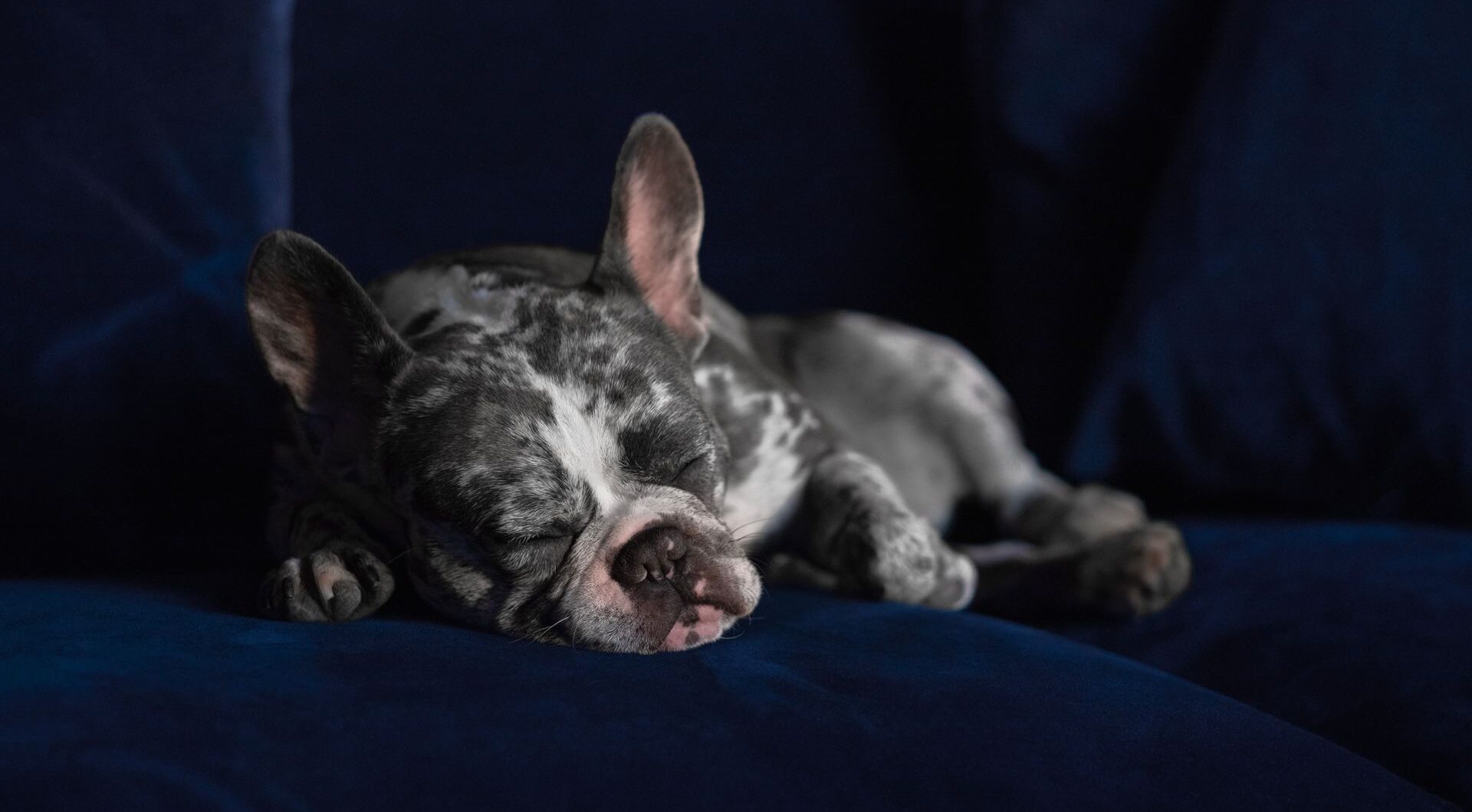 London pet owners could overlook subtle signs of pain in their pets, new research reveals