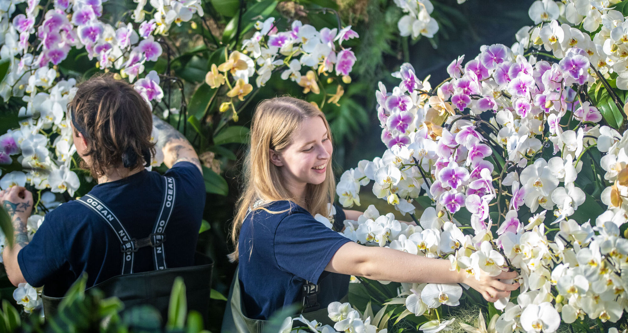 Amazon biodiversity takes centre stage at Kew’s orchid festival, extended by popular demand