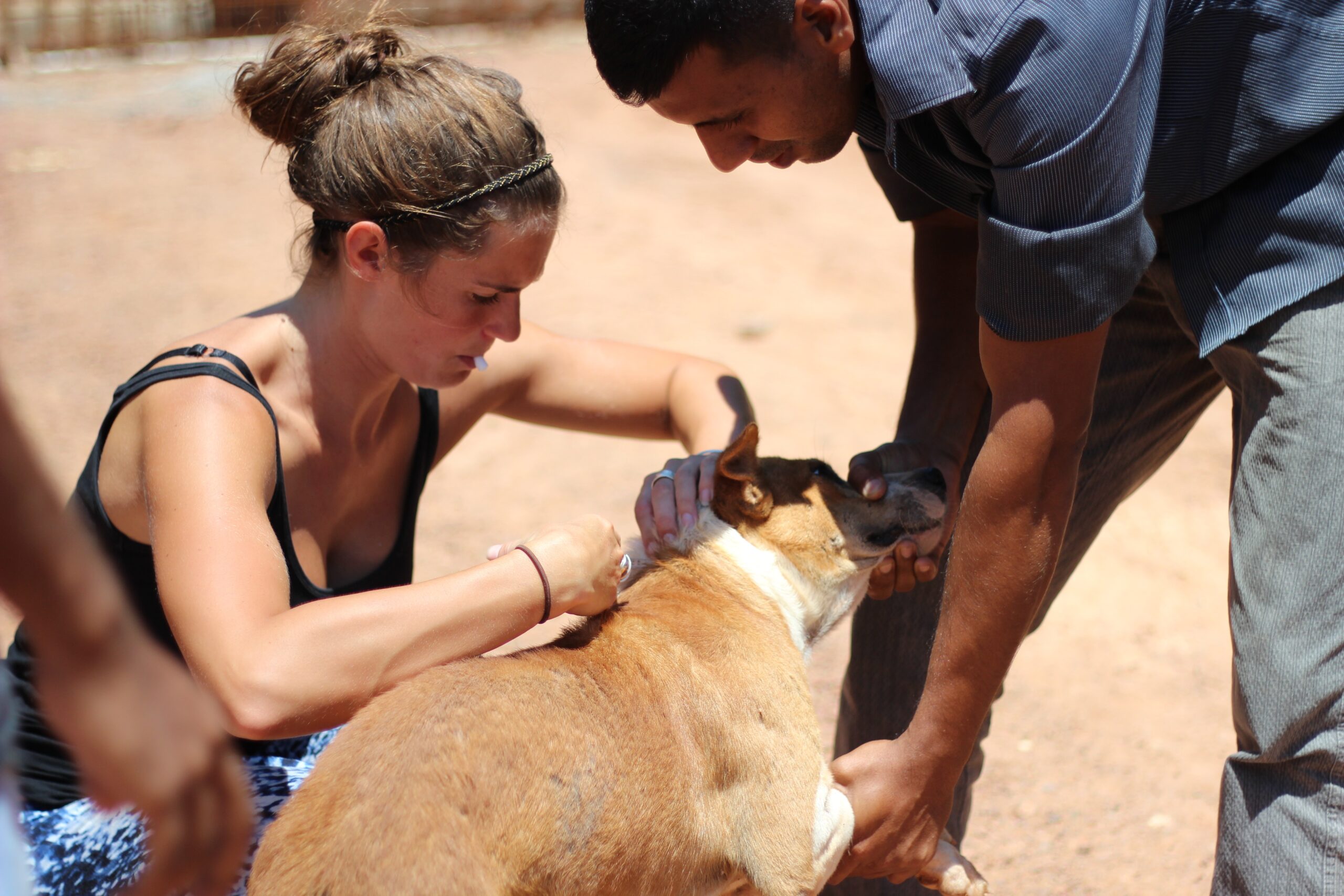 The Dog Jog in Sri Lanka: 10 reasons to get behind British vet Dr Janey Lowes