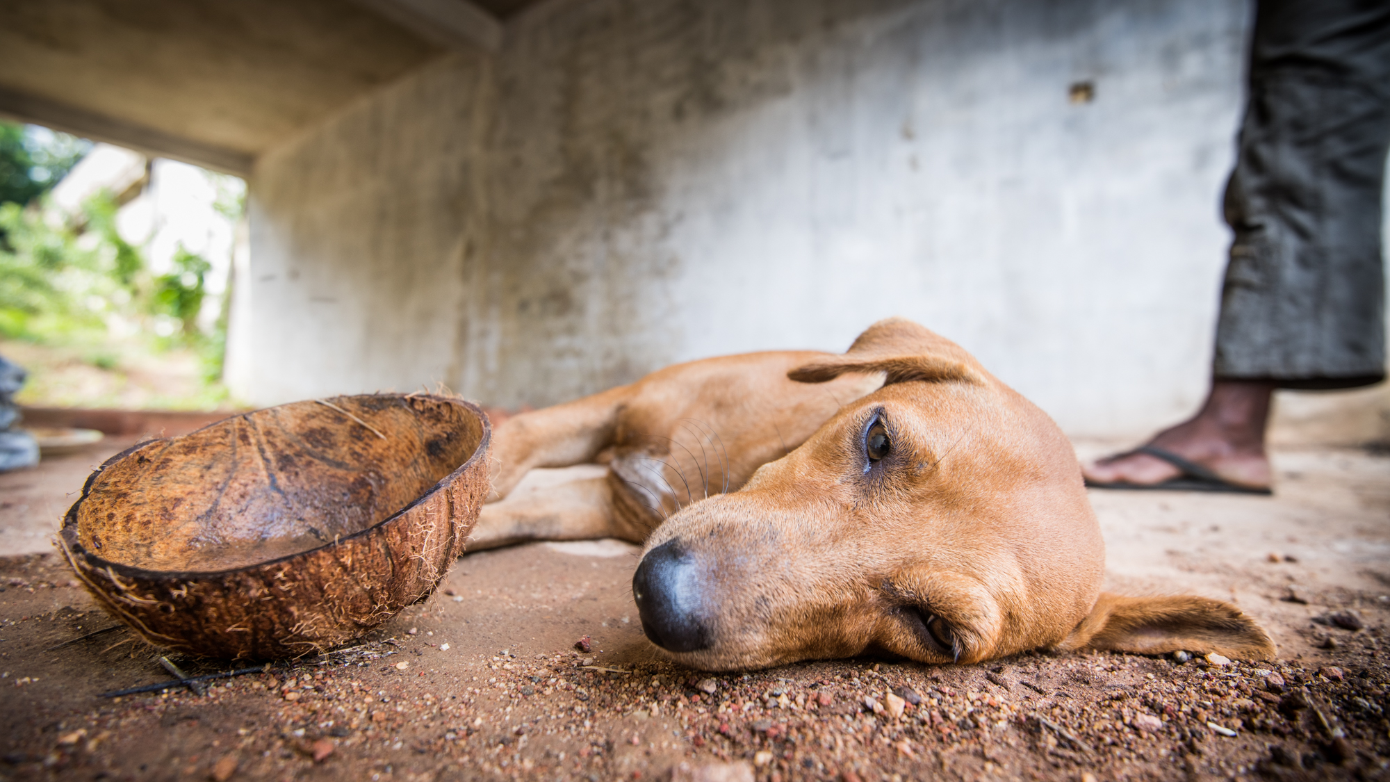 British vet stops Dog Jog to help suffering street dog